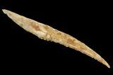 Cretaceous Shark (Hybodus) Dorsal Spine - Morocco #93927-1